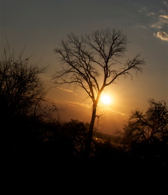 GEO_9982.sunset.tree